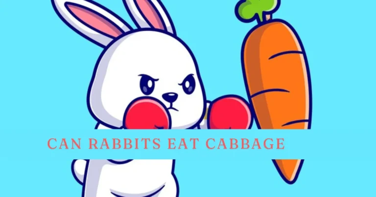 can rabbits eat cabbage